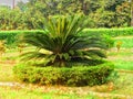 Cycas revoluta Sotetsu [Japanese Ã£âÂ½Ã£Æâ Ã£Æâ], sago palm, king sago, sago cycad, Japanese sago palm, is a species of gymnosperm in Royalty Free Stock Photo